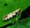 Phyllonorycter trifasciella